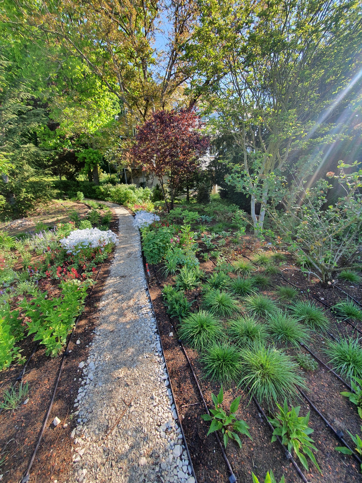 Ogród z kamienną ścieżką, rabatami kwiatowymi i systemem nawadniania kropelkowego, widok na drzewa w tle, promienie słoneczne.