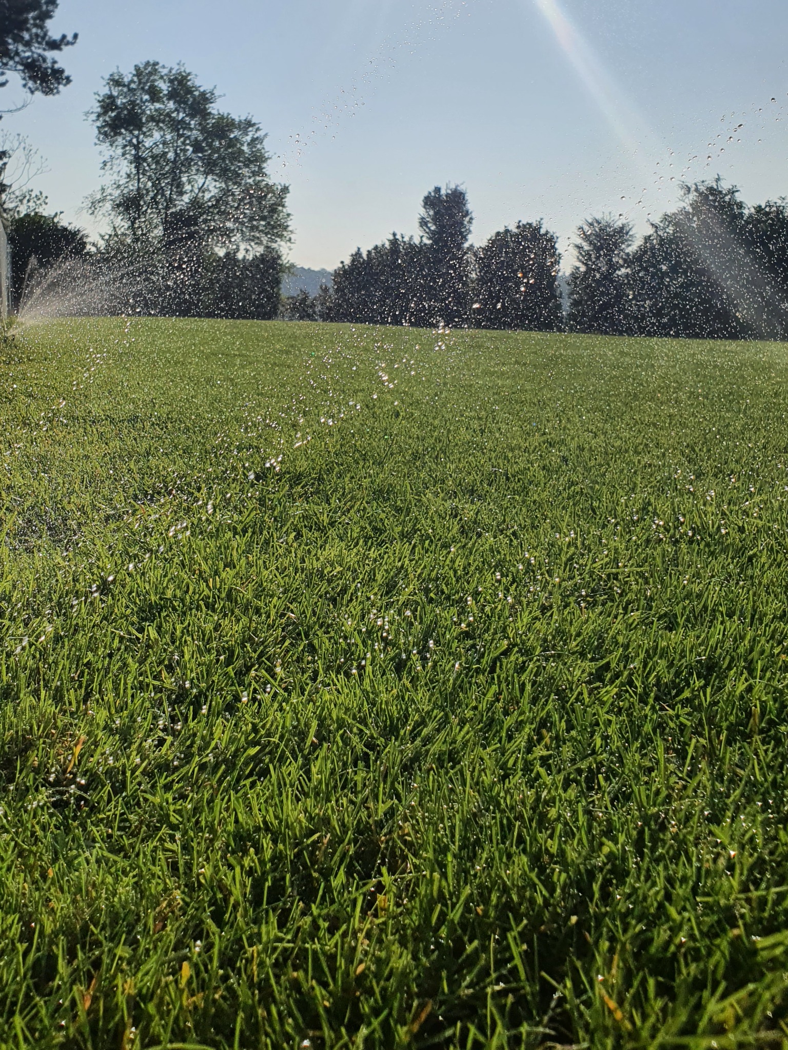 Rozproszone krople wody zraszają równomiernie zielony trawnik w słoneczny dzień, drzewa w tle.