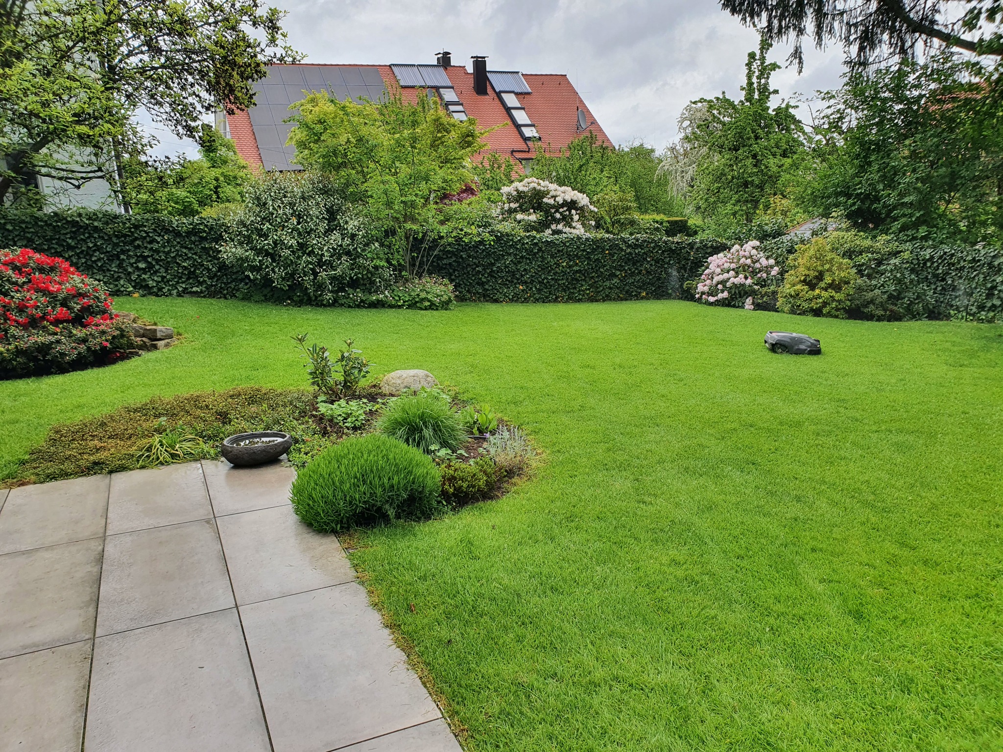 Robot koszący na idealnie przystrzyżonym trawniku z dekoracyjnymi rabatami i żywopłotem w tle, widok z poziomu patio.