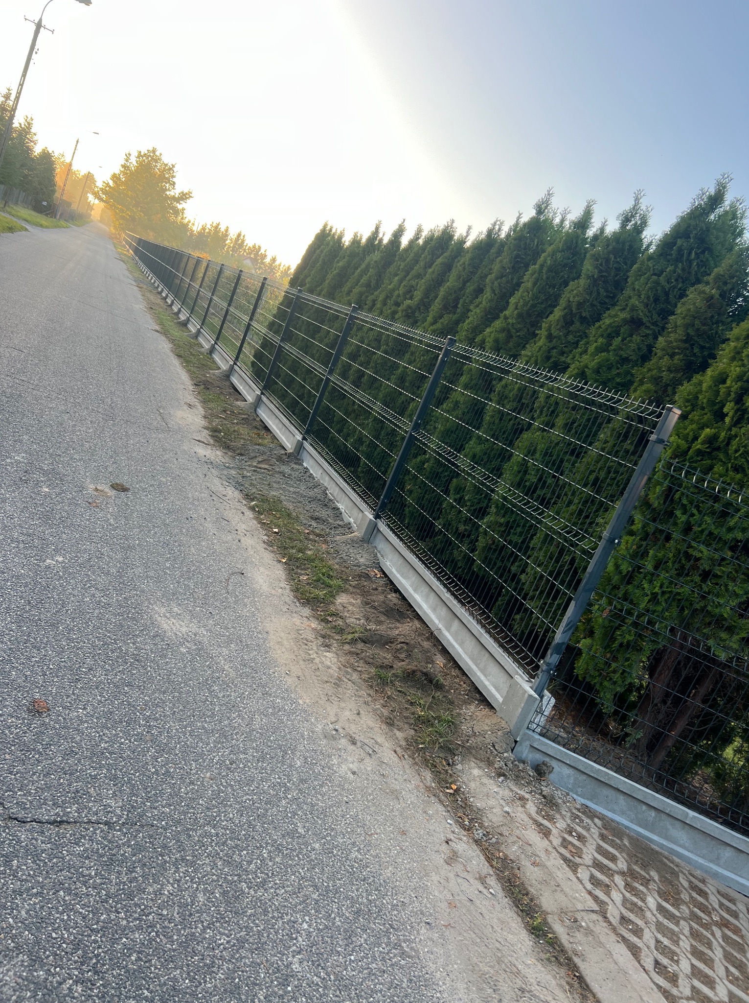 Długa linia nowoczesnego ogrodzenia panelowego z betonową podmurówką, ciągnąca się wzdłuż drogi i gęstego szpaleru wysokich, zielonych tuj w porannym świetle.