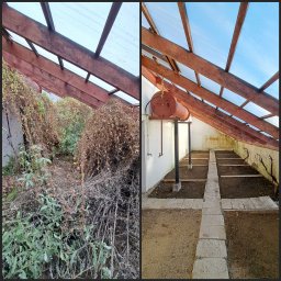 Porządki w zarośniętej szklarni