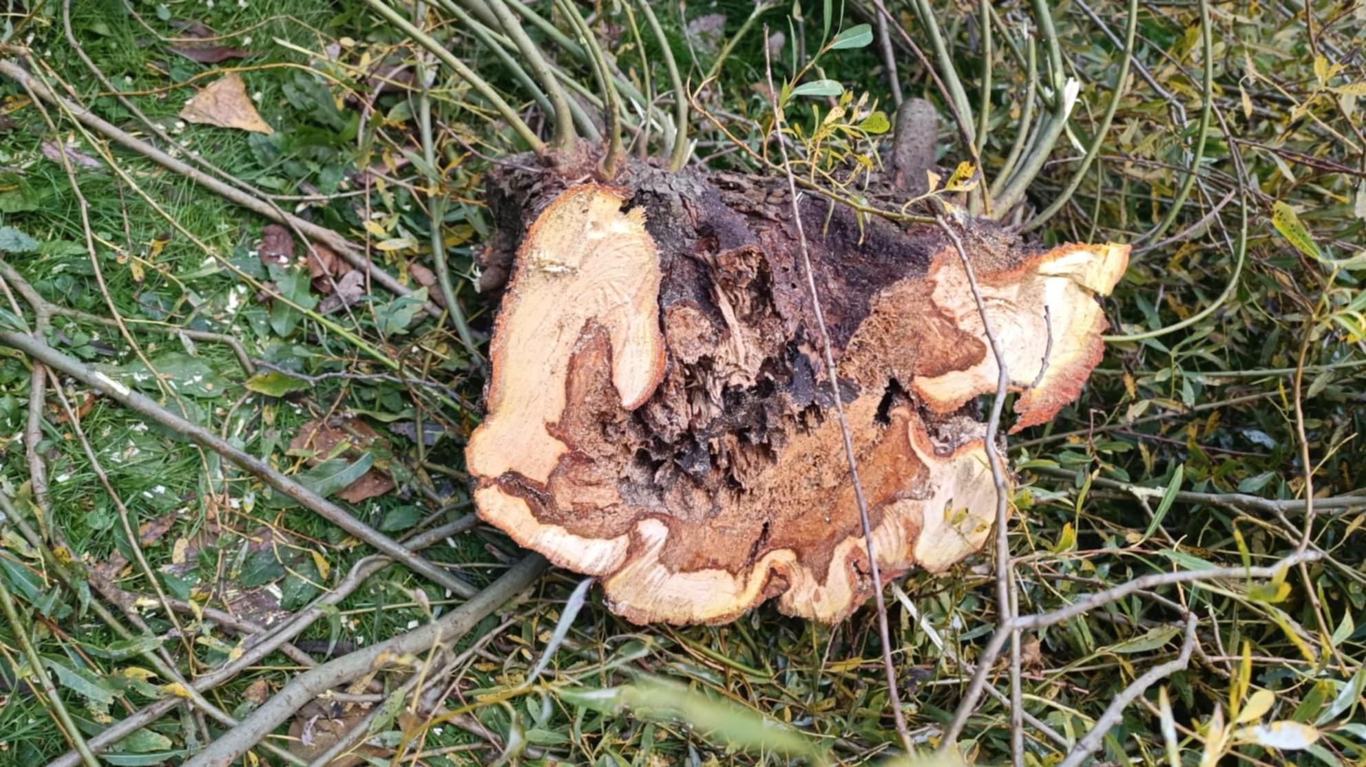 Ścięty pień drzewa z widocznymi słojami, otoczony drobnymi gałązkami i zielenią na trawie.