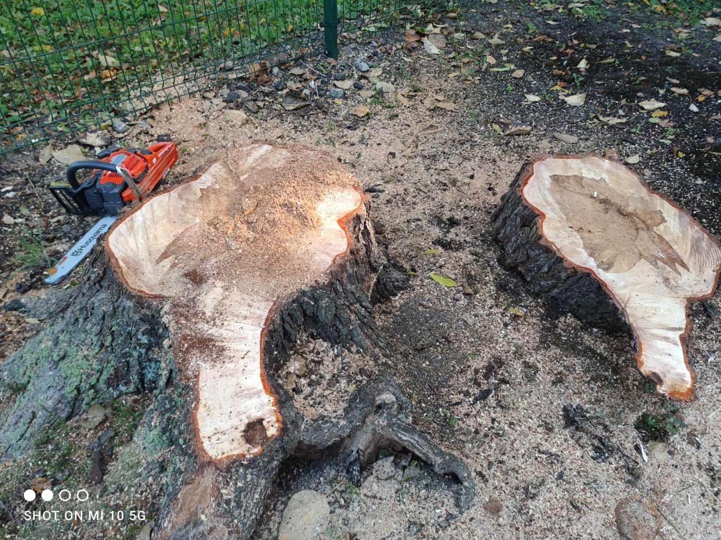 Dwa świeżo ścięte pnie drzew, otoczone trocinami, z pilarką spalinową Husqvarna leżącą na jednym z nich. Widoczne ślady mchu na korze pnia. W tle siatka ogrodzeniowa.