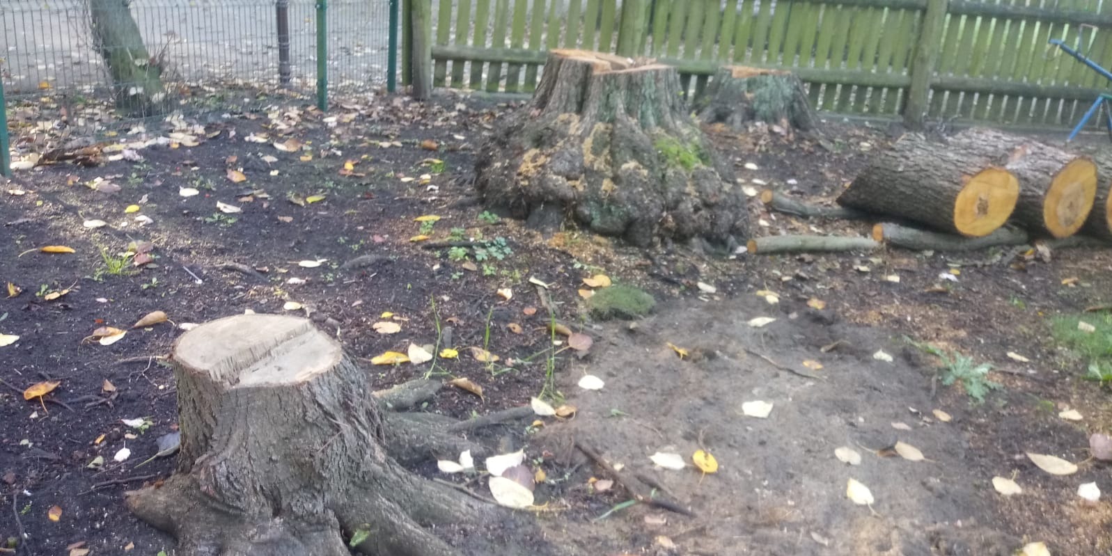 Ścięte pnie drzew różnych rozmiarów na ziemi pokrytej liśćmi, widoczne także pocięte fragmenty pni.
