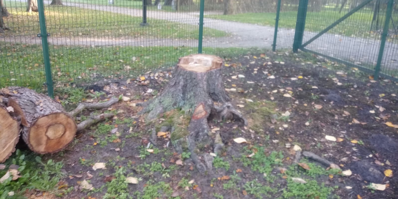 Świeżo ścięty pień drzewa w parku, obok leżą dwa odcięte kawałki pnia, widoczna zielona siatka ogrodzeniowa w tle.