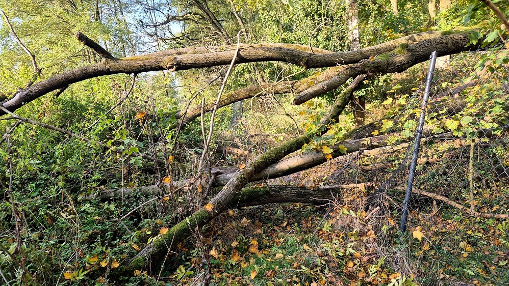 Połamane drzewa leżące na ziemi i na ogrodzeniu z siatki, widoczne liście na ziemi i mech na pniach drzew.
