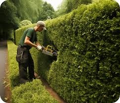 Mężczyzna w czapce i rękawicach formuje żywopłot za pomocą elektrycznych nożyc, widoczny fragment chodnika i drzewa w tle.