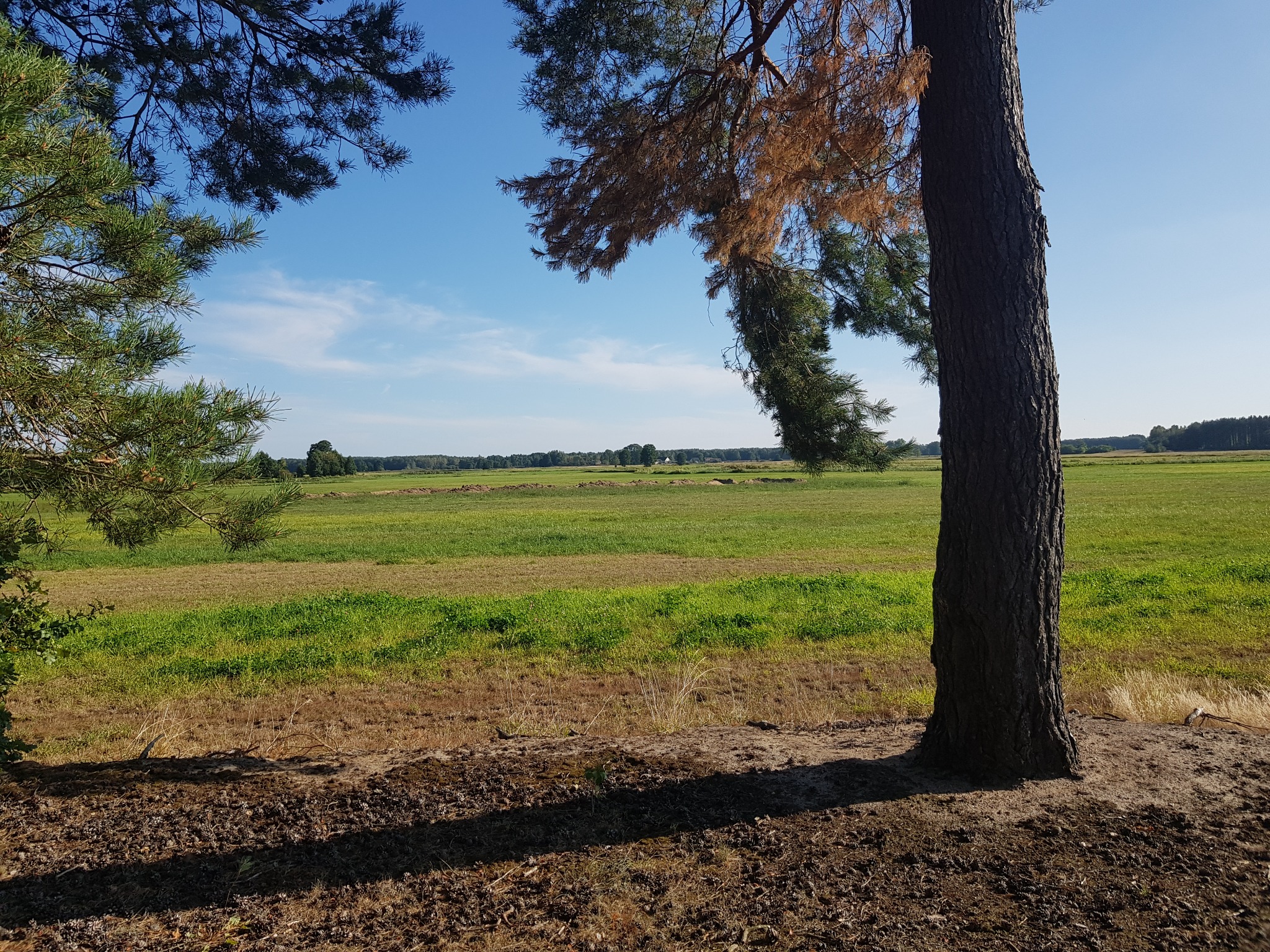 Pejzaż polny z drzewem na pierwszym planie, widok na rozległe pole z zielenią i brązem, fragmenty drzew z igliwiem na górze kadru, błękitne niebo z lekkimi chmurami w tle.