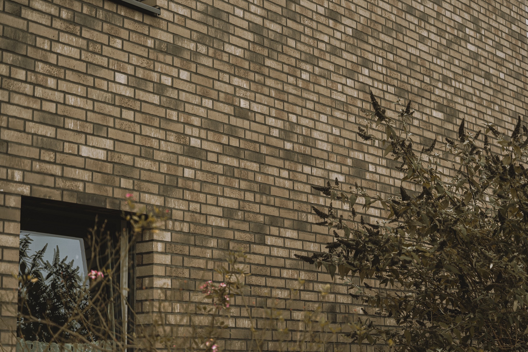 Elewacja z cegły klinkierowej w odcieniach brązu, częściowo zasłonięta krzewem z ciemnymi kwiatostanami, okno z odbiciem roślinności.