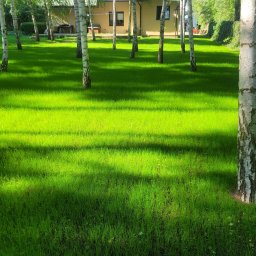 Rent-Bud-Garden KRZYSZTOF PIOTROWSKI - Lśniący, intensywnie zielony trawnik z rzędem smukłych brzóz o białej korze, tworzących dynamiczne cienie. W tle beżowy dom i ciemny samochód.