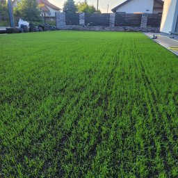 Rent-Bud-Garden KRZYSZTOF PIOTROWSKI - Młoda, świeżo zasiana trawa w ogrodzie, z widocznymi rzędami kiełkujących źdźbeł na ciemnej ziemi. W tle nowoczesne ogrodzenie i worki z odpadami.