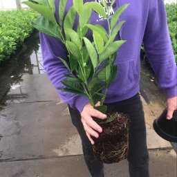 MIX-PLANT Paweł Małek - Porządne Prace Ogrodnicze Brzesko