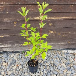 Sprzątanie mieszkań Dębno 4