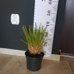 Sprzątanie mieszkań Dębno 3