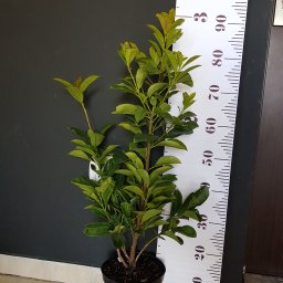 Sprzątanie mieszkań Dębno 2