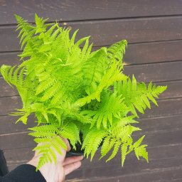 MIX-PLANT Paweł Małek - Jaskrawo zielona paproć w doniczce, trzymana w dłoni na tle ciemnobrązowej drewnianej ściany.