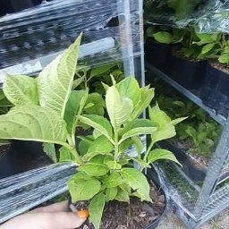 MIX-PLANT Paweł Małek - Sadzonka hortensji w czarnej doniczce, trzymana w dłoni, z widocznym systemem regałów z innymi sadzonkami w tle.