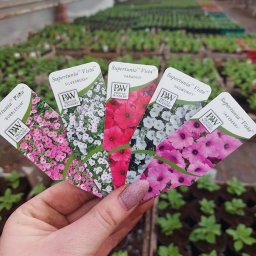 MIX-PLANT Paweł Małek - Dłoń trzymająca pięć etykiet odmian petunii 'Supertunia Vista' (Bubblegum, Silverberry, Paradise, Snowdrift, Jazzberry) na tle szklarni z sadzonkami.