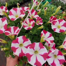 MIX-PLANT Paweł Małek - Kaskada kwitnących petunii o białych płatkach z różowymi paskami, wiszących w doniczce w szklarni, trzymana w dłoni.