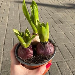 MIX-PLANT Paweł Małek - Dłoń z czerwonym manicure trzyma doniczkę z trzema cebulkami hiacyntów w różnym stadium wzrostu na tle chodnika z szarej kostki.