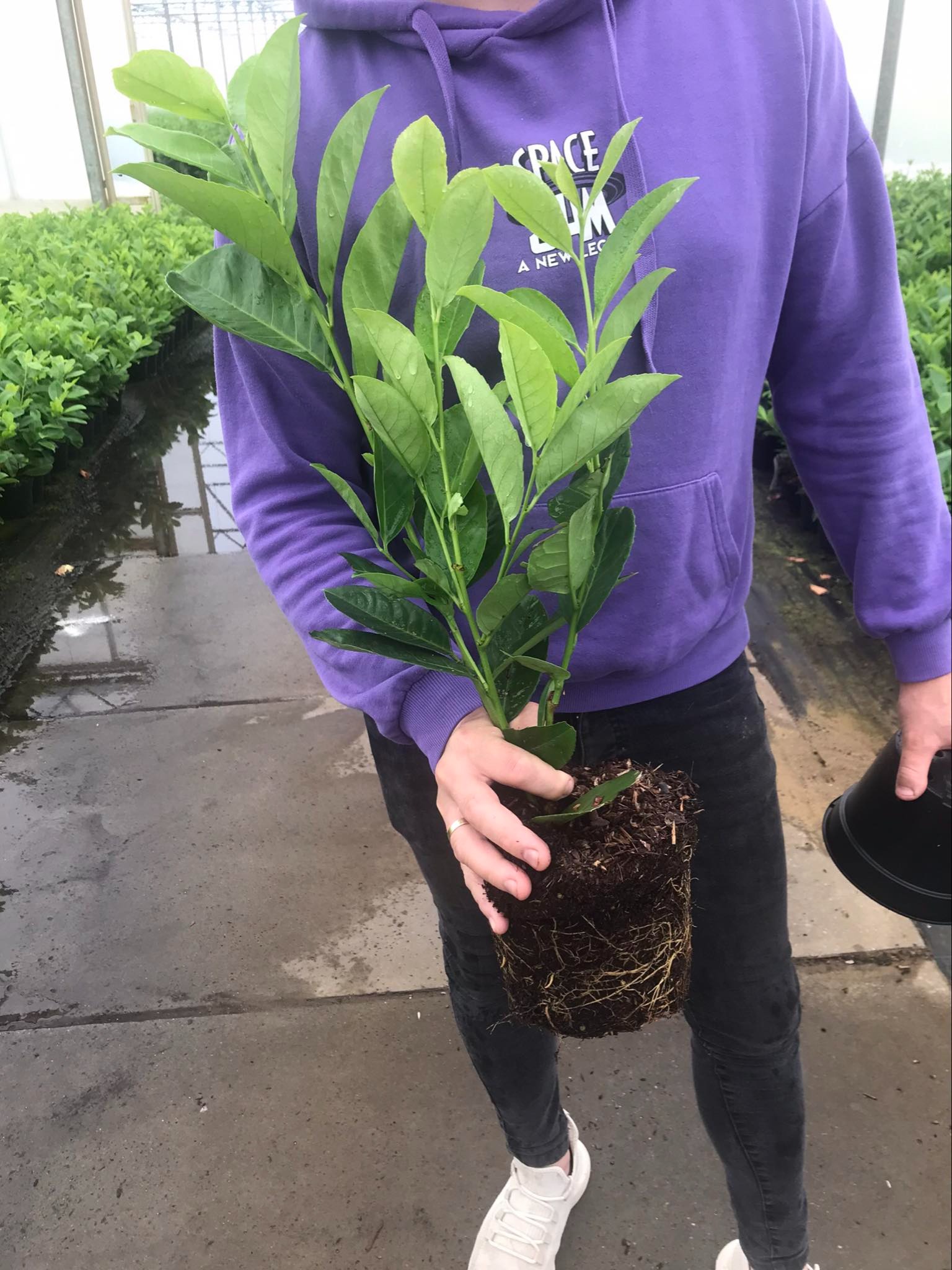 Osoba w fioletowej bluzie trzyma sadzonkę drzewa z bryłą korzeniową, obok doniczka, w tle szkółka z sadzonkami.