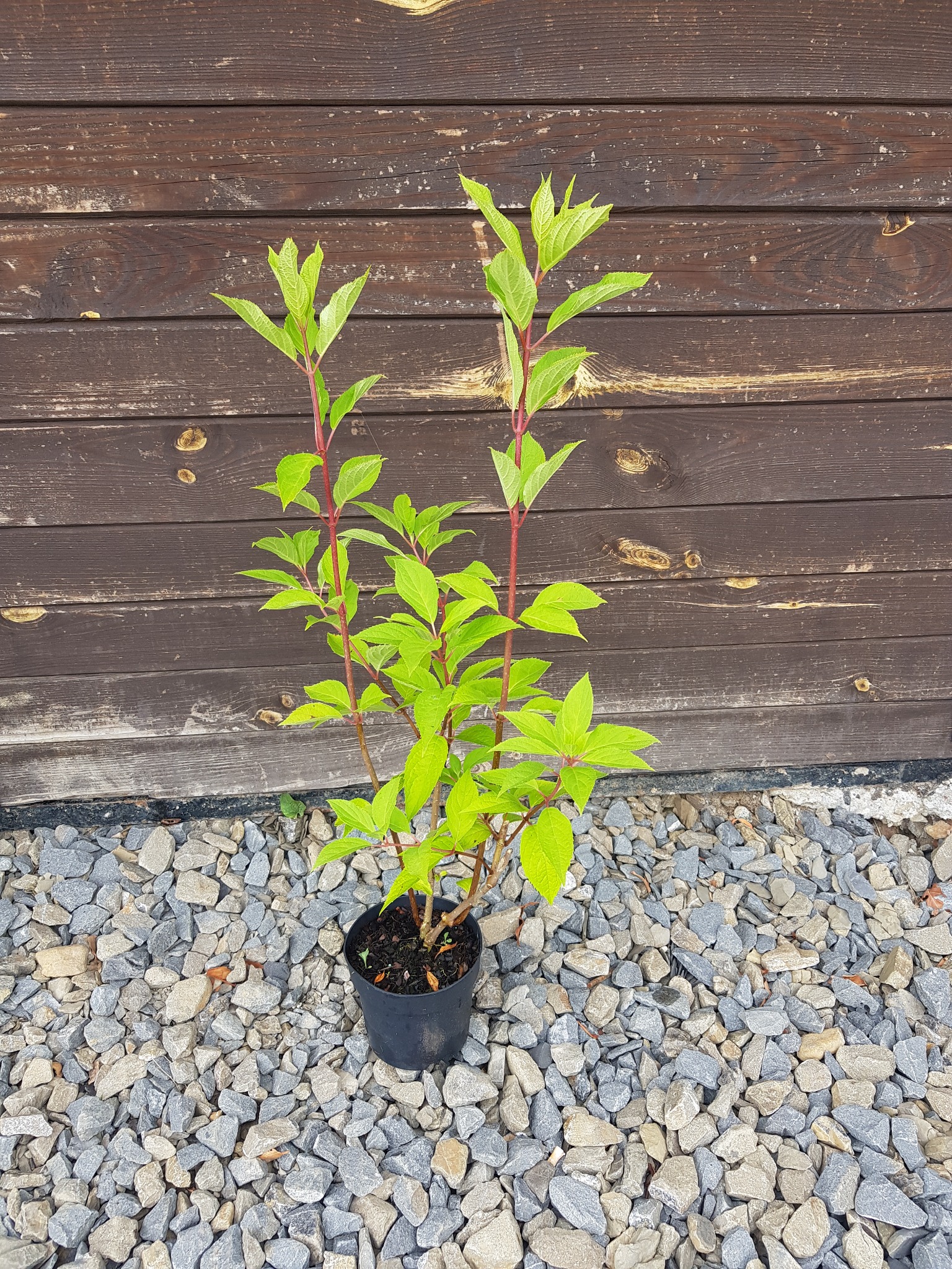 Młoda sadzonka derenia białego 'Sibirica' w czarnej doniczce, na tle drewnianego płotu i szarego żwiru.