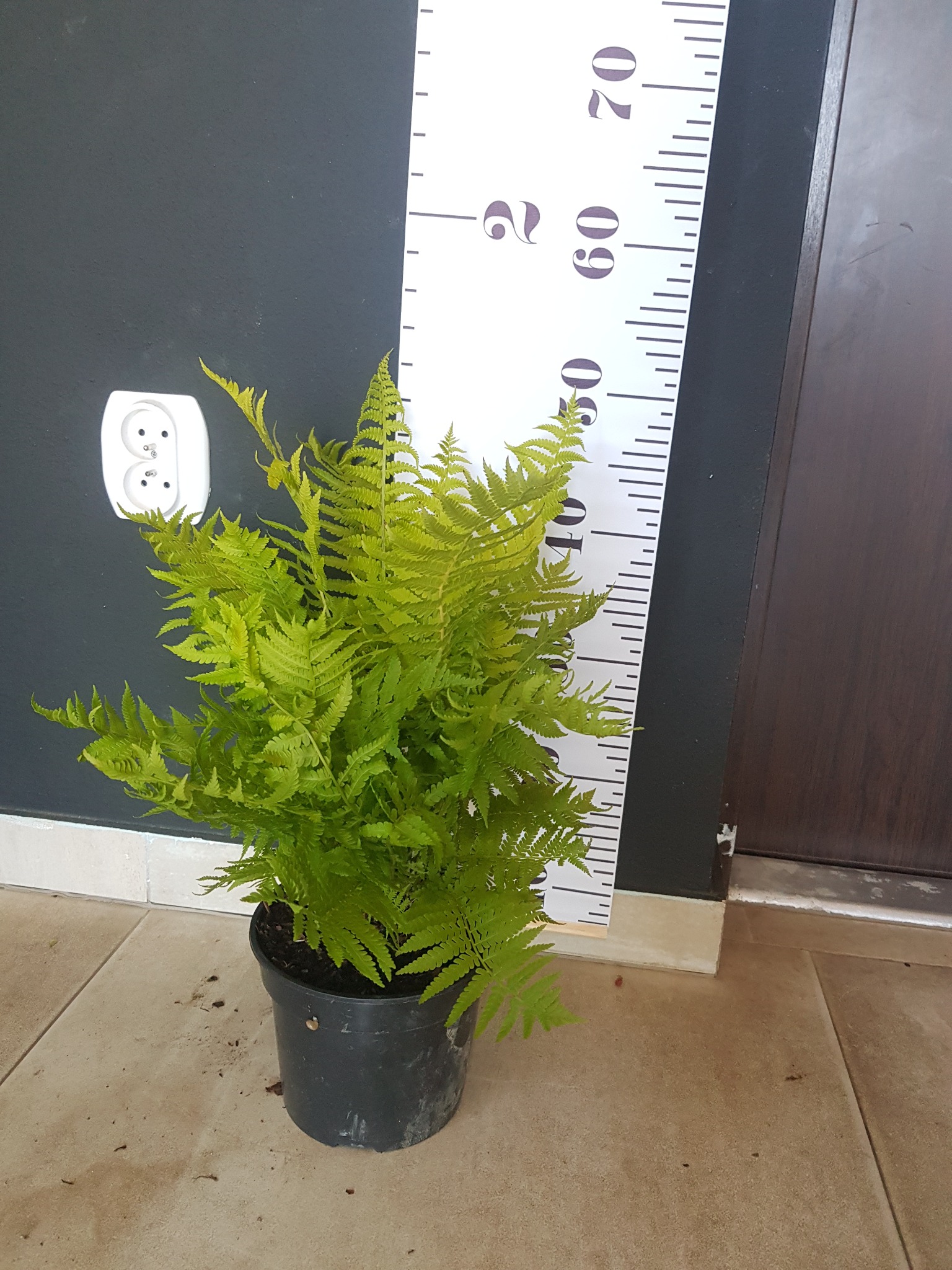 Jasnozielona paproć w czarnej doniczce stoi przy ścianie z gniazdkiem elektrycznym i miarką wzrostu w Dębnie.