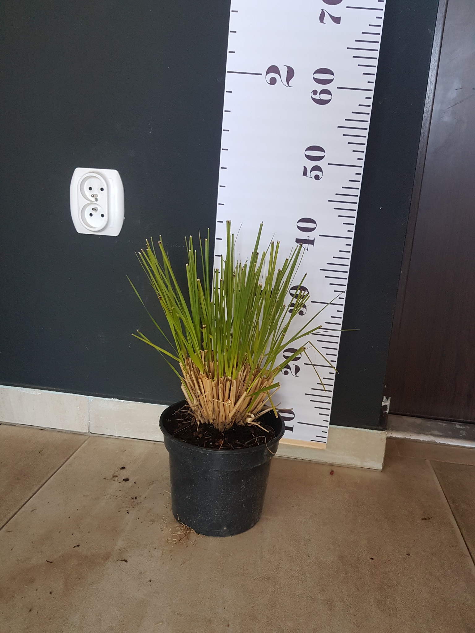 Trawa ozdobna w czarnej doniczce, ustawiona obok miarki wzrostu na tle ciemnej ściany z gniazdkiem elektrycznym.