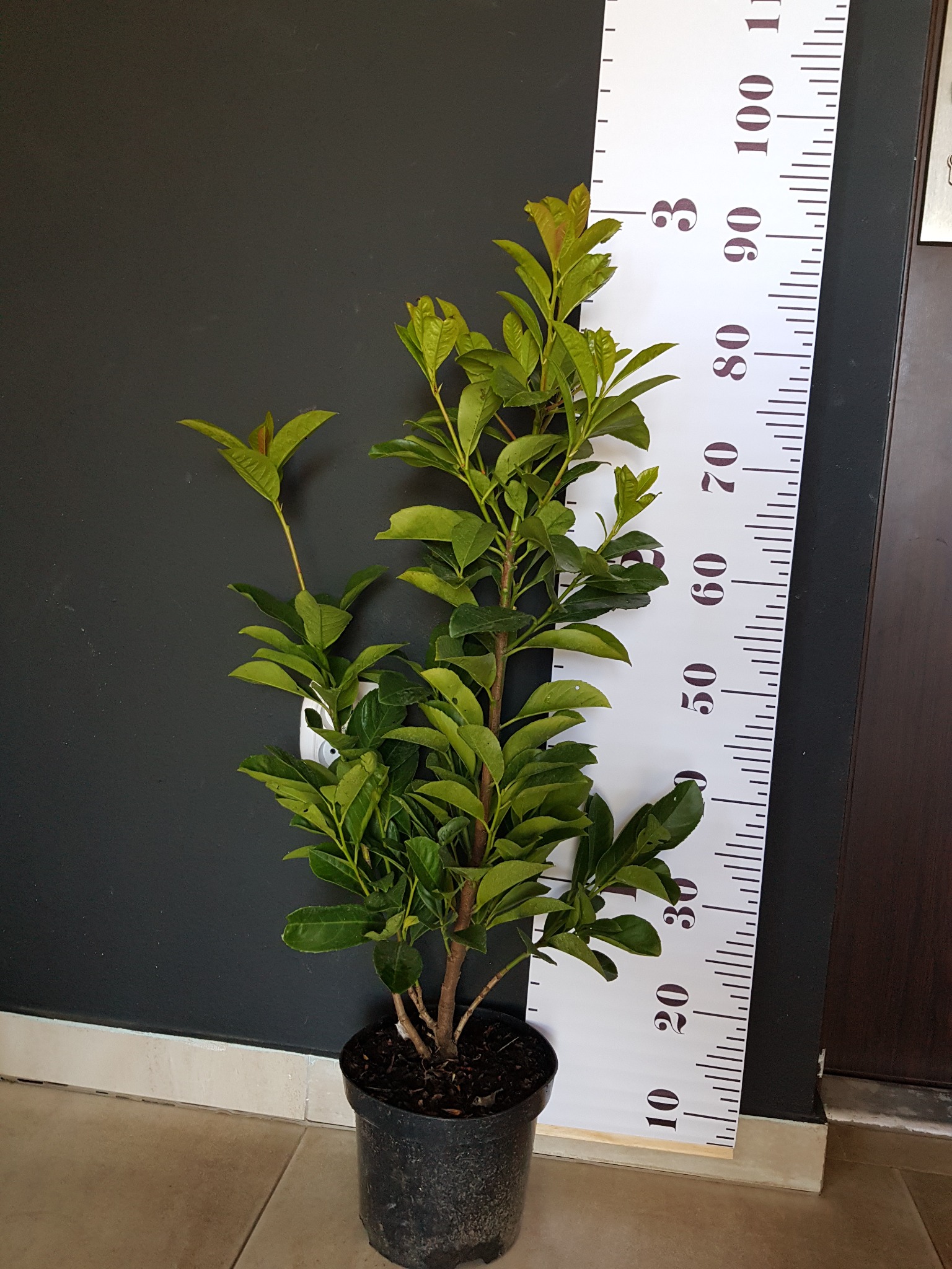 Młoda sadzonka drzewa liściastego w czarnej doniczce, zmierzona białą miarką z czarnymi cyframi na tle ciemnoszarej ściany i brązowych drzwi.