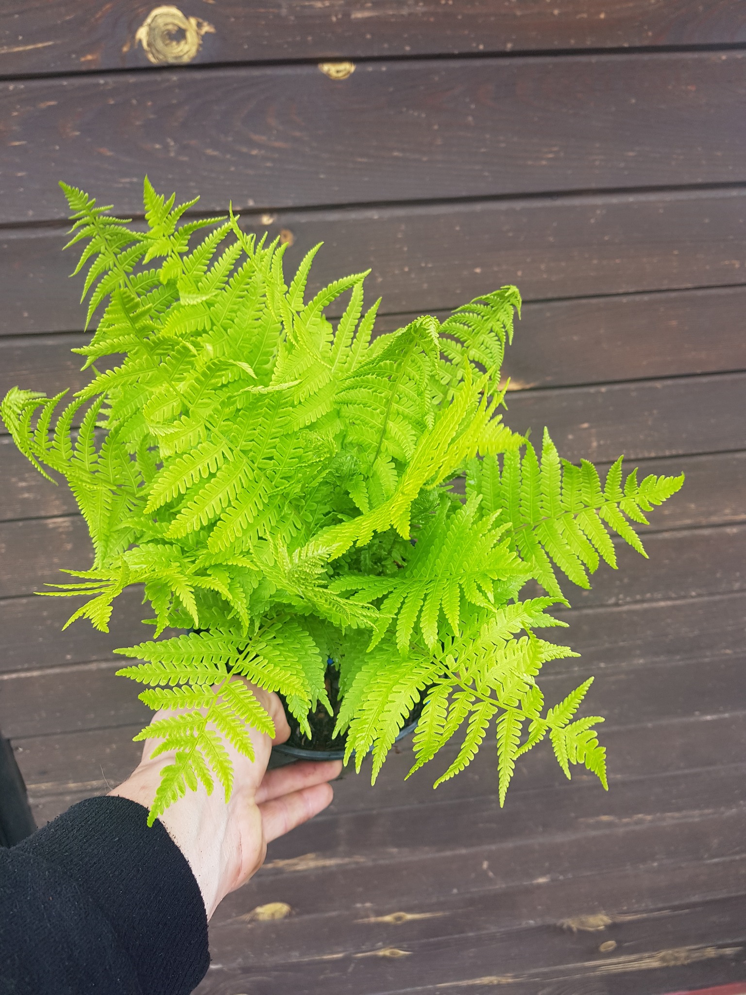 Jaskrawo zielona paproć w doniczce, trzymana w dłoni na tle ciemnobrązowej drewnianej ściany.