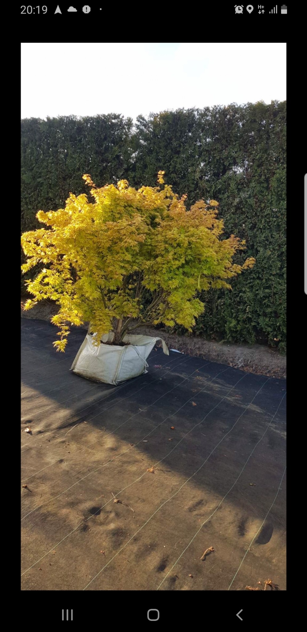 Młode drzewko o żółto-zielonych liściach, prawdopodobnie klon palmowy, w worku jutowym na czarnej macie szkółkarskiej, z żywopłotem w tle.