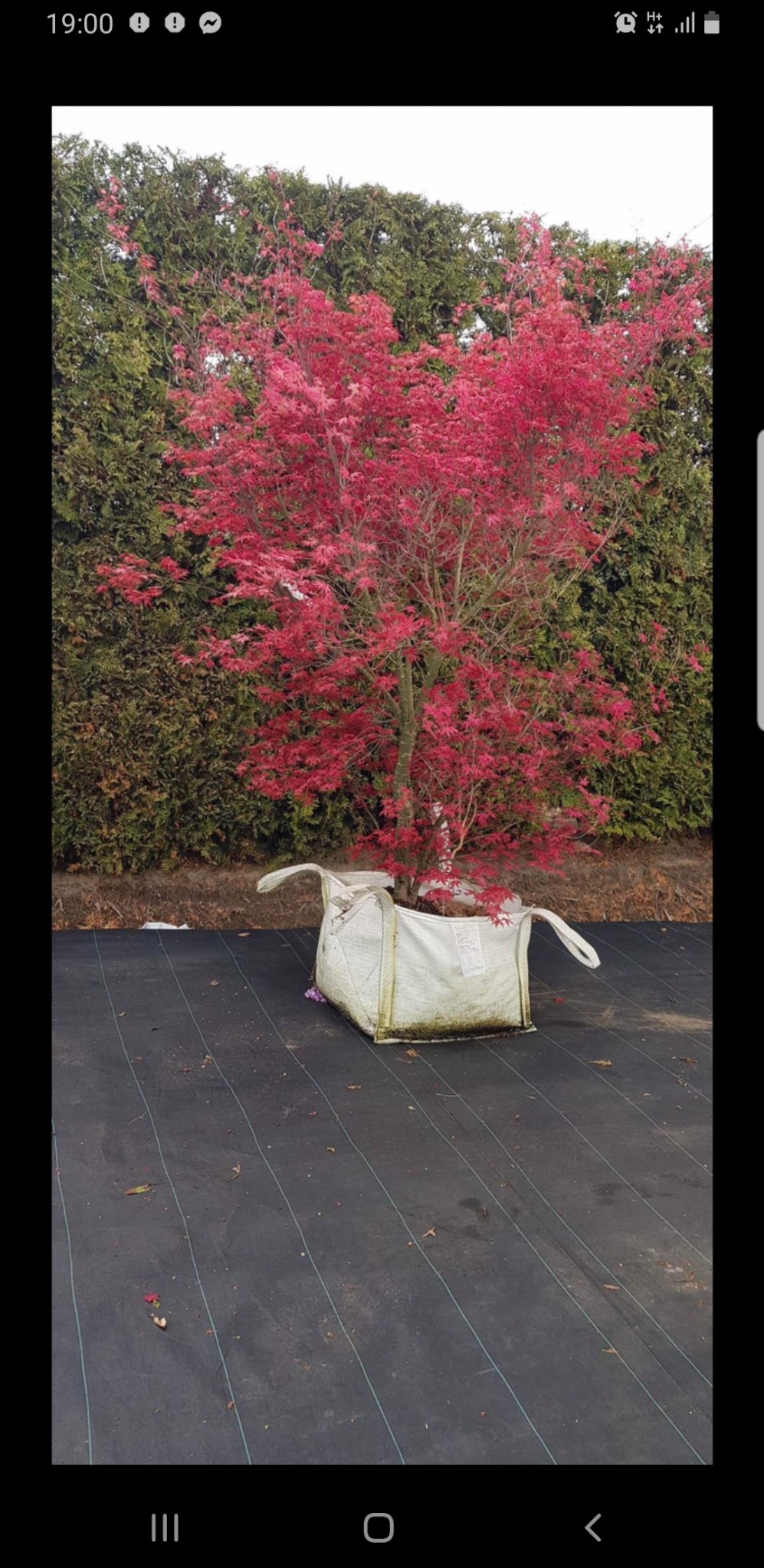 Klon palmowy o intensywnie czerwonych liściach, rosnący w worku jutowym z uchwytami, na tle zielonego żywopłotu.