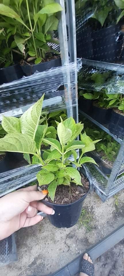 Sadzonka hortensji w czarnej doniczce, trzymana w dłoni, z widocznym systemem regałów z innymi sadzonkami w tle.