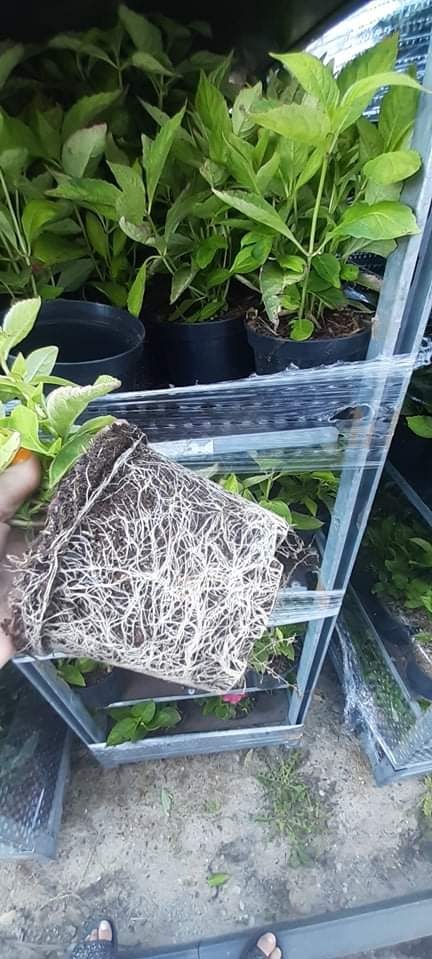 Sadzonka hortensji wyjęta z doniczki, prezentująca gęsty system korzeniowy, na tle metalowego regału z innymi roślinami w doniczkach.