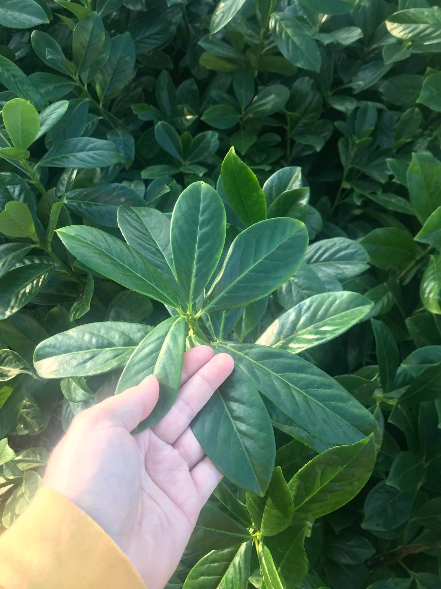 Dłoń dotyka liści krzewu o błyszczących, ciemnozielonych liściach na tle gęstego żywopłotu.