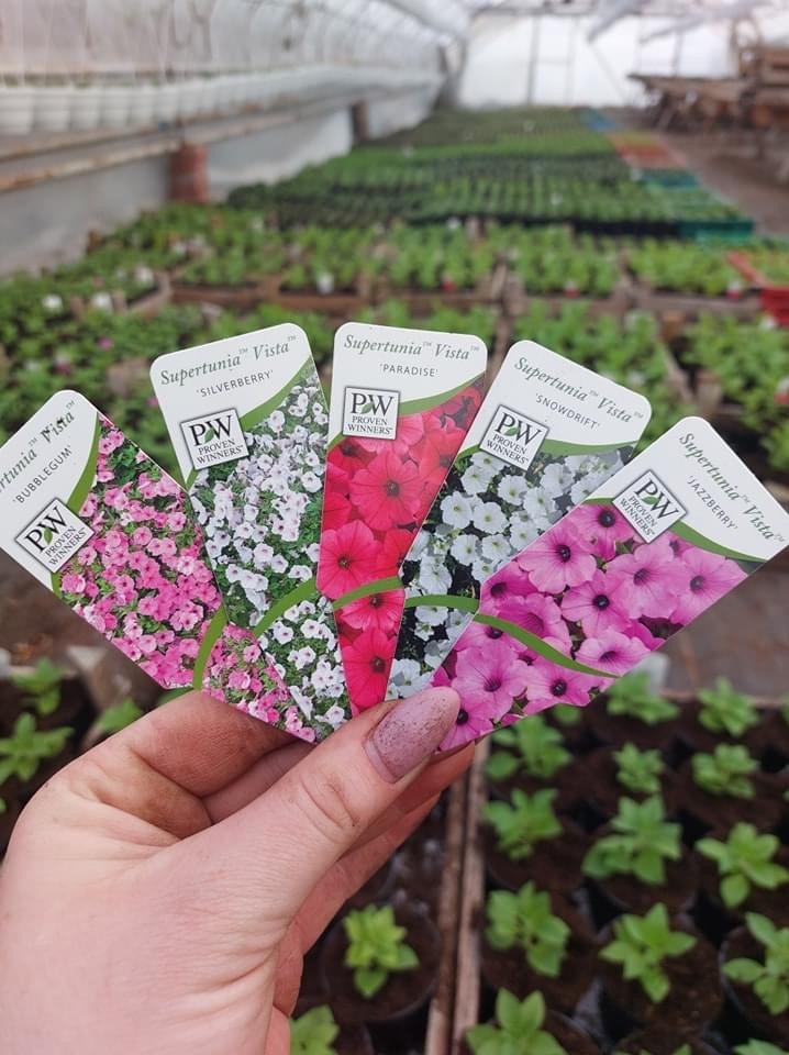 Dłoń trzymająca pięć etykiet odmian petunii 'Supertunia Vista' (Bubblegum, Silverberry, Paradise, Snowdrift, Jazzberry) na tle szklarni z sadzonkami.