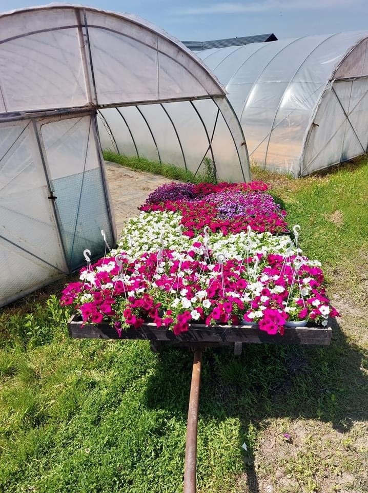 Różnokolorowe petunie w doniczkach, ustawione na drewnianej platformie z metalową podporą, na tle szklarni i zielonej trawy.