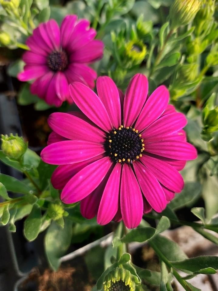 Dwa kwiaty osteospermum w odcieniach fuksji z ciemnobrązowymi środkami i żółtymi pręcikami, otoczone zielonymi liśćmi i pąkami w donicy.