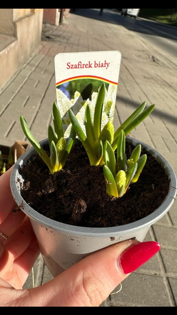 Dłoń z czerwonym paznokciem trzyma szarą doniczkę z sadzonkami szafirka białego w fazie pąków, na tle chodnika.