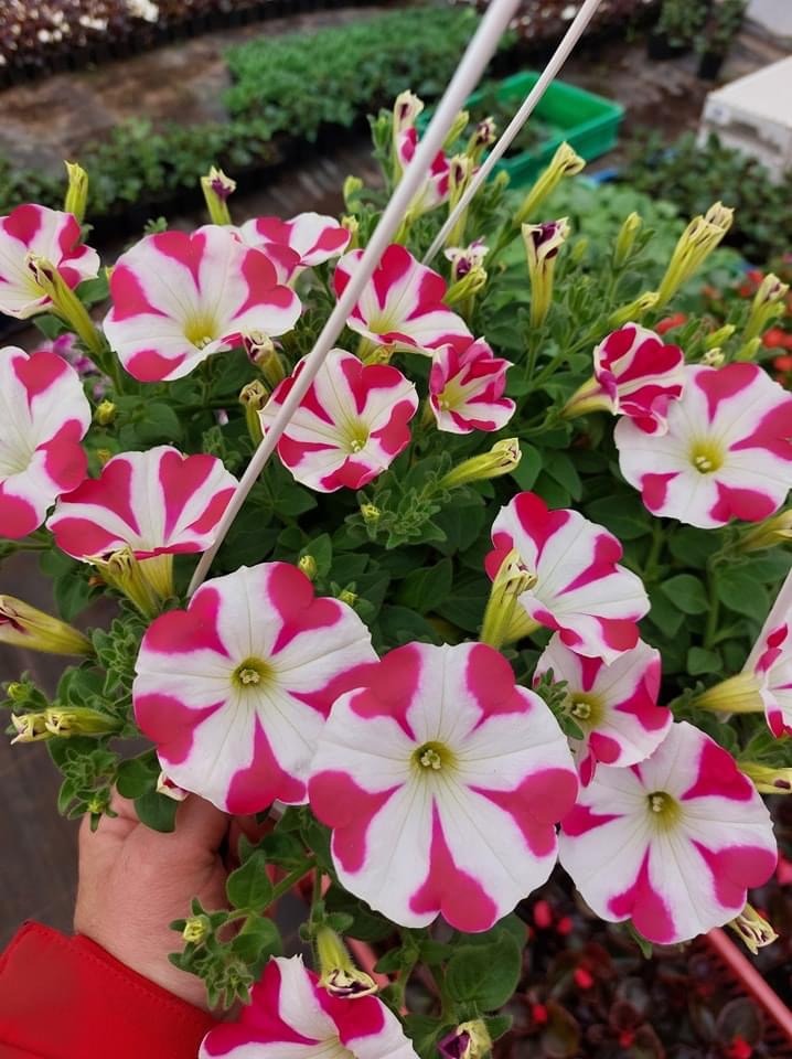 Kaskada kwitnących petunii o białych płatkach z różowymi paskami, wiszących w doniczce w szklarni, trzymana w dłoni.