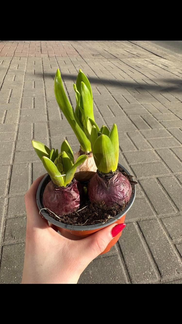 Dłoń z czerwonym manicure trzyma doniczkę z trzema cebulkami hiacyntów w różnym stadium wzrostu na tle chodnika z szarej kostki.
