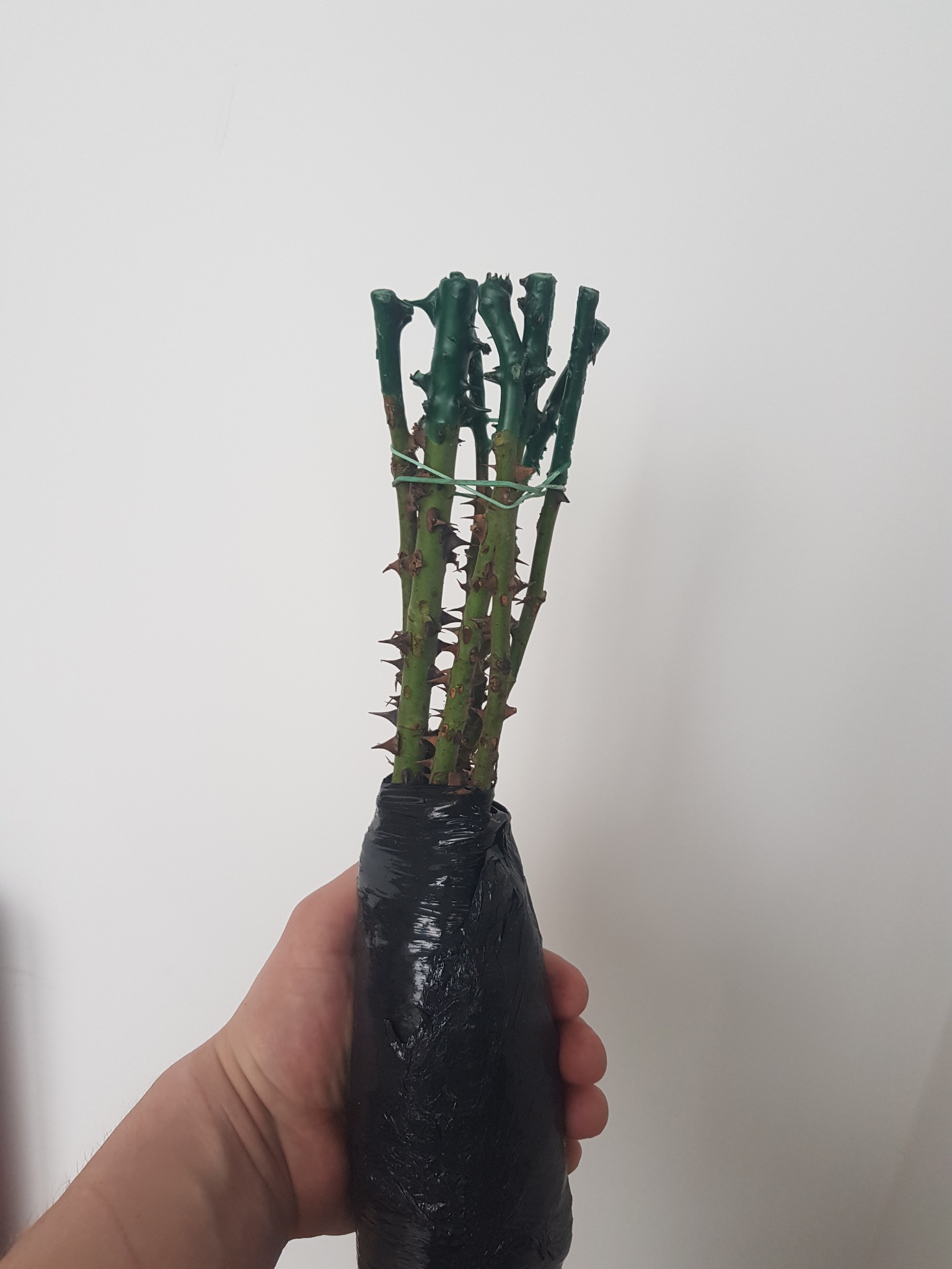 Przygotowane do transportu sadzonki róży w czarnym opakowaniu foliowym, trzymane w dłoni na tle białej ściany. Widoczne liczne kolce i zielone zabezpieczenie cięcia.