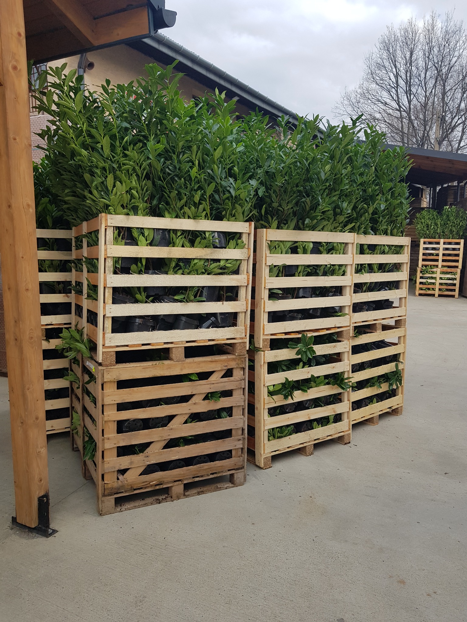 Sadzonki laurowiśni w czarnych doniczkach, umieszczone w drewnianych skrzyniach na paletach, ustawione na zewnątrz budynku.