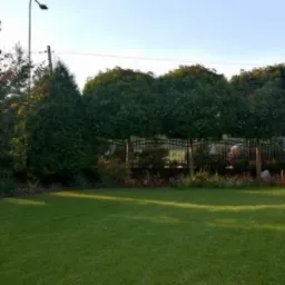 Utrzymany trawnik przed domem z r&oacute;wno przystrzyżoną trawą, ozdobne drzewa kuliste wzdłuż metalowego ogrodzenia, starannie dobrane rośliny rabatowe, widoczne elementy architektury budynku w tle.