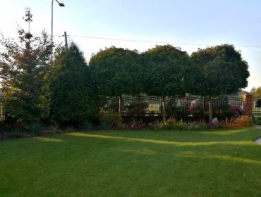 Utrzymany trawnik przed domem z równo przystrzyżoną trawą, ozdobne drzewa kuliste wzdłuż metalowego ogrodzenia, starannie dobrane rośliny rabatowe, widoczne elementy architektury budynku w tle.