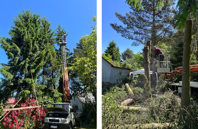 Pracownik na podnośniku koszowym przycina wysokie drzewo piłą spalinową, w tle dom i rozłożone gałęzie po wycince.