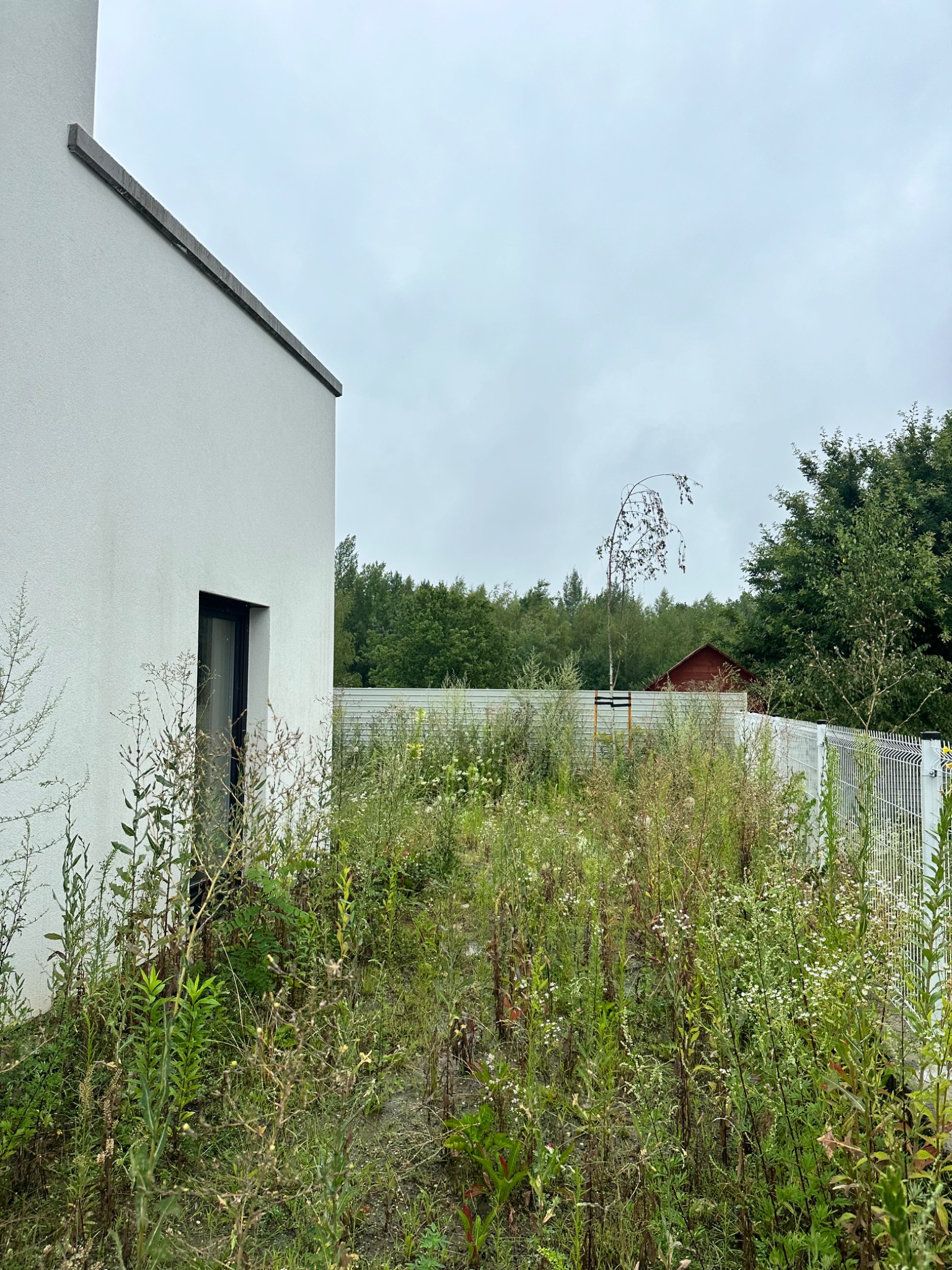 Zarośnięty teren przy białym budynku z oknem, widoczne chwasty, krzewy i drzewa w tle. Metalowe ogrodzenie oddziela posesję od lasu.