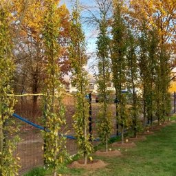 Trawa z rolki Warszawa 1