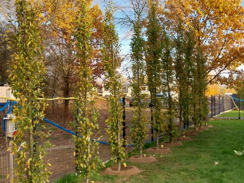 Rząd smukłych drzew z żółtymi liśćmi, posadzonych wzdłuż ogrodzenia na trawniku. Widoczne brązowe ściółki wokół pni i żółte zabezpieczenia. W tle budynki i drzewa.