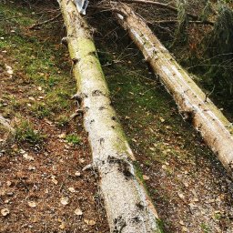 Wycinka drzew Żywiec 3